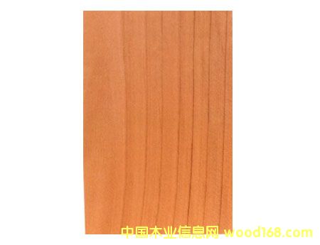 花旗松的詳細介紹