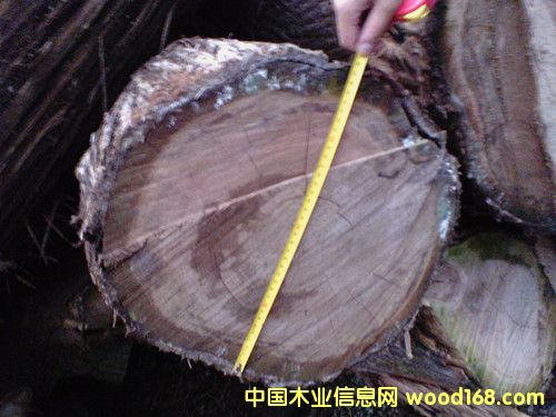 柏木原木的詳細(xì)介紹