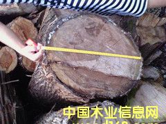 柏木的詳細(xì)介紹