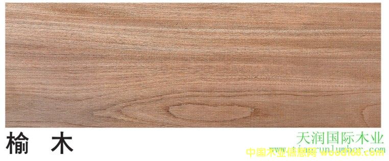 榆 木 Red elm的詳細(xì)介紹