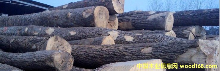 進口 白橡 原木的詳細介紹