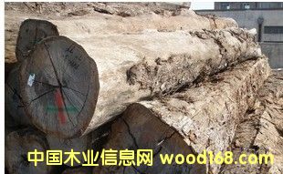 鐵線子 原木的詳細介紹
