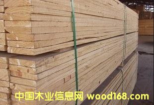 輻射松的詳細介紹
