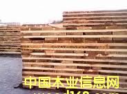 色木的詳細介紹