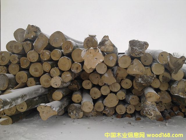 櫸木原木的詳細介紹