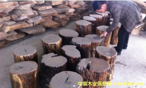 四川金絲楠木樹樁的詳細介紹