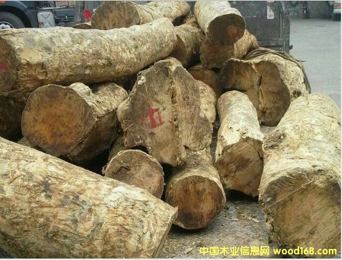 供應(yīng)大小葉黃楊木的詳細介紹