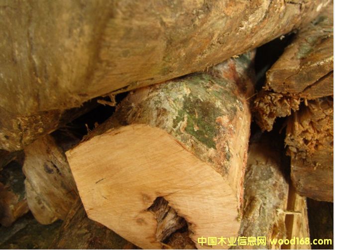 供應(yīng)大小葉黃楊木的詳細介紹
