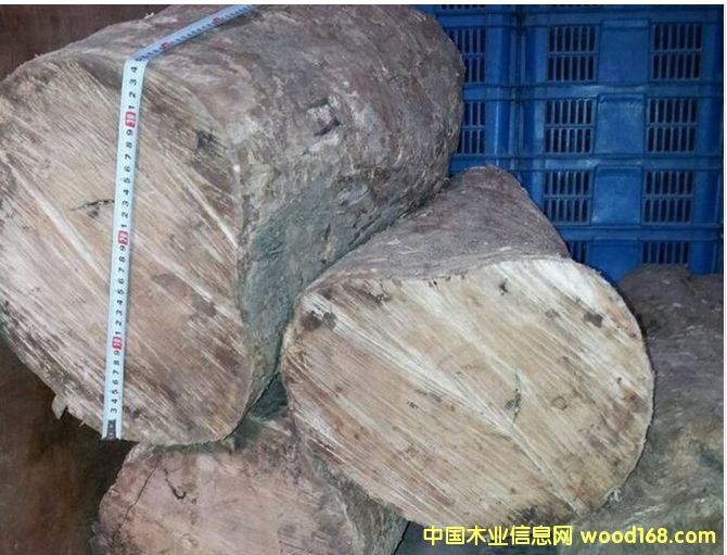 供應(yīng)大小葉黃楊木的詳細介紹