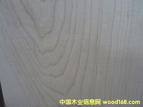 硬楓的詳細介紹