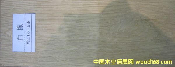 白橡的詳細介紹