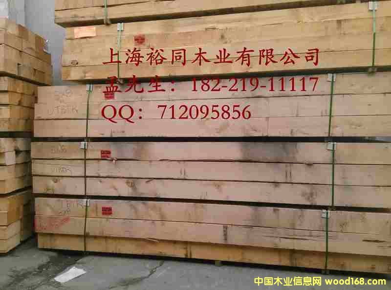 點擊查看黃檜放大圖片