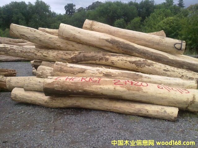 紅檀香的詳細介紹