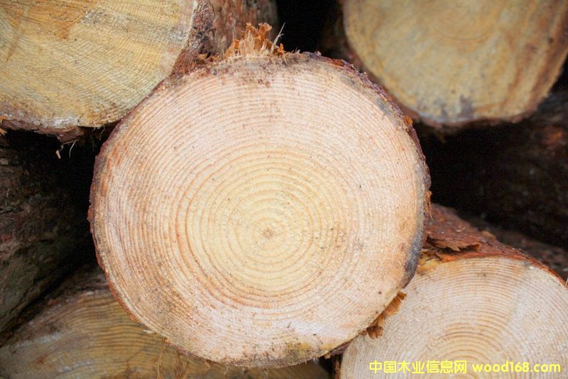 云杉的詳細介紹