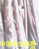 木板的詳細(xì)介紹