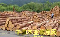 柏木的詳細介紹