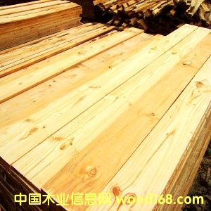 新西蘭輻射松，又名新西蘭松的詳細介紹