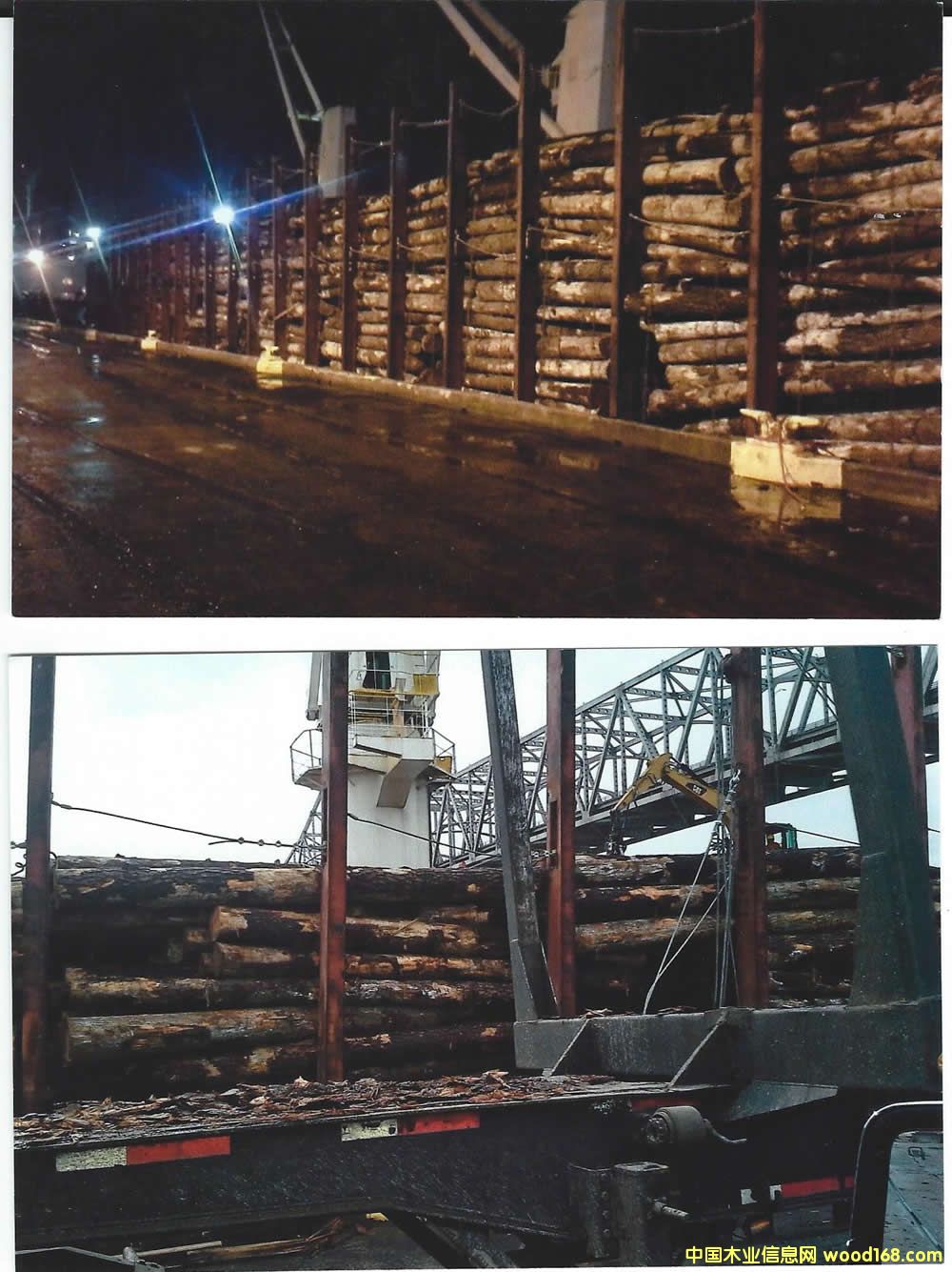 Ϸ Southern Yellow Pine logs ԔB
