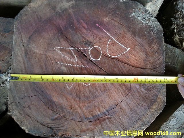 鳥足紫檀的詳細(xì)介紹
