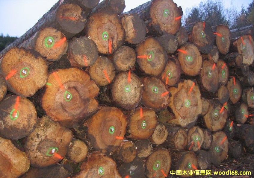 Pine Wľԭľ