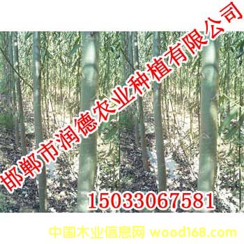 c鿴-(2)ŴDƬ
