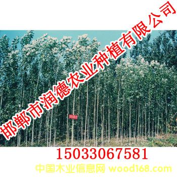 c鿴ŴDƬ