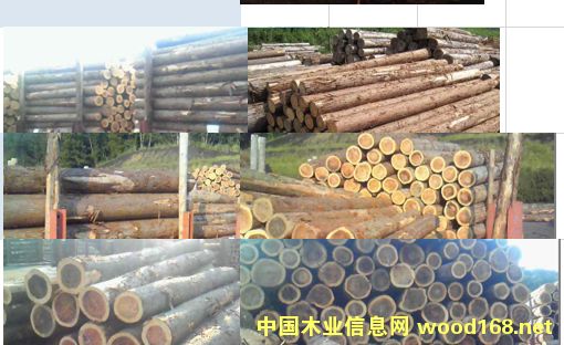 杉木的詳細(xì)介紹