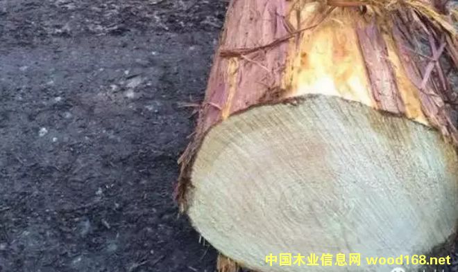 日本黃檜原木