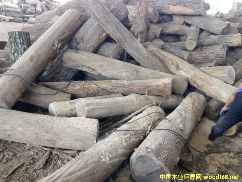 原木的詳細介紹