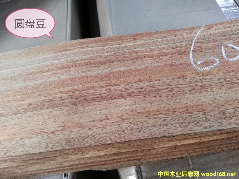 0.6圓盤豆的詳細介紹