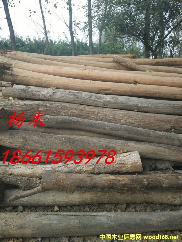 楊木的詳細介紹