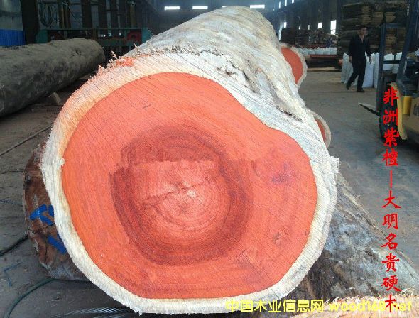 木材樹種詳解--非洲紫檀 俗稱:非洲紅花梨、紹氏紫檀