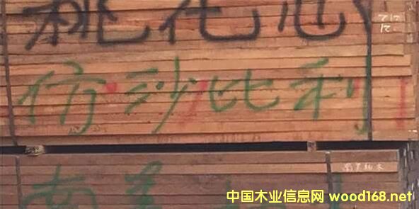 非洲材市場觀察：仿沙比利出貨量好轉