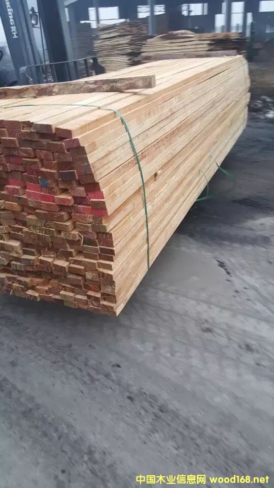 輻射松的詳細(xì)介紹