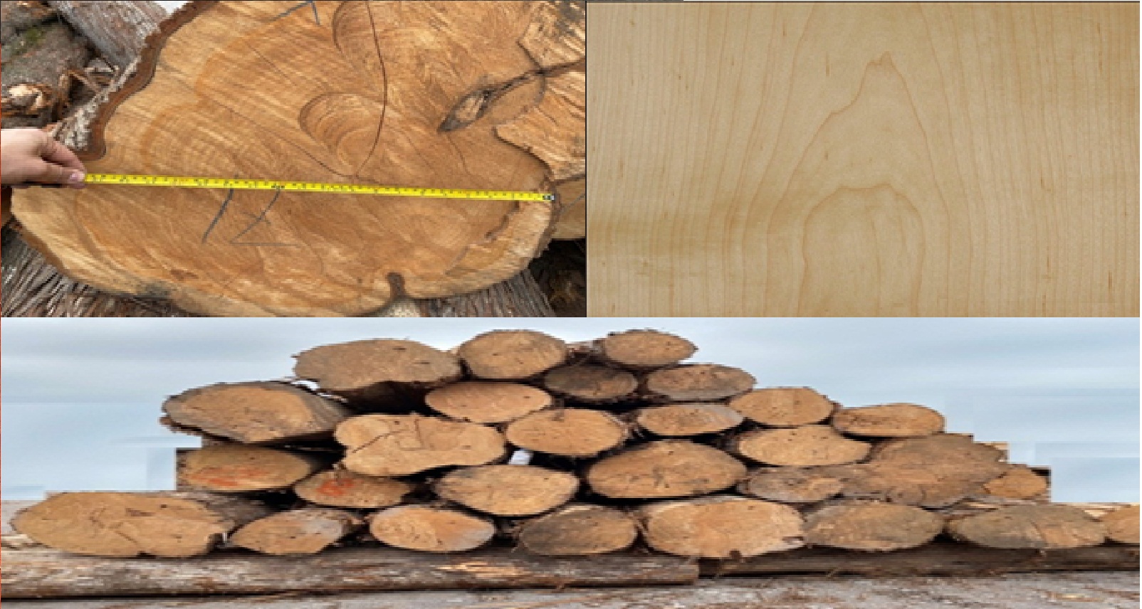 ľ(cypress)ԔB