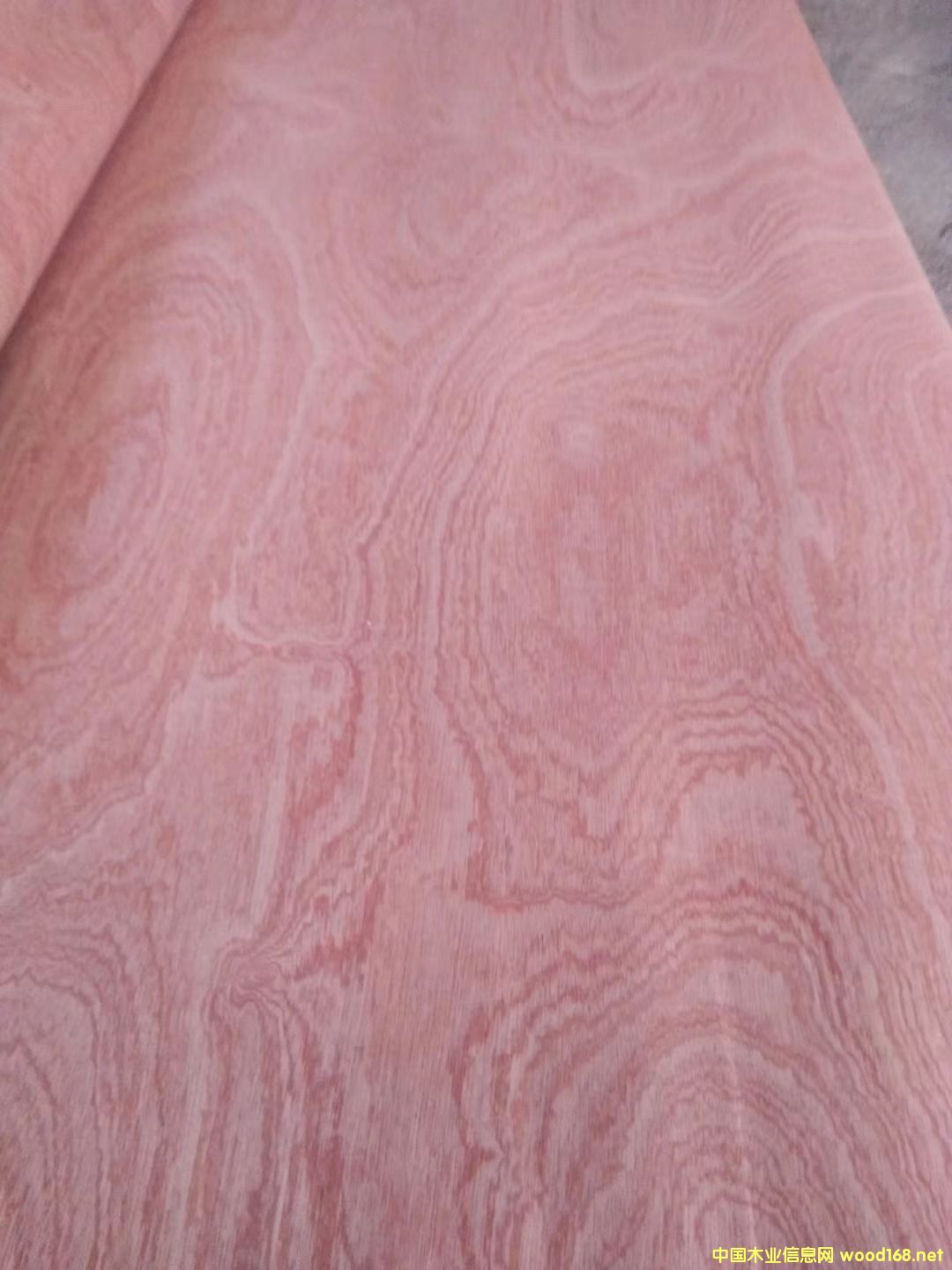 ɳƤ