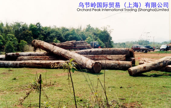 MAKA WOOD的詳細(xì)介紹